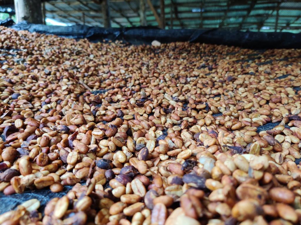 VENTA FINCA EN BARAHONA