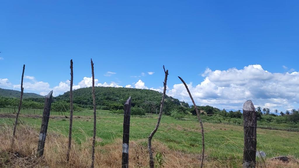 VENTA LOMA SEMBRADA DE PINO, LA VEGA