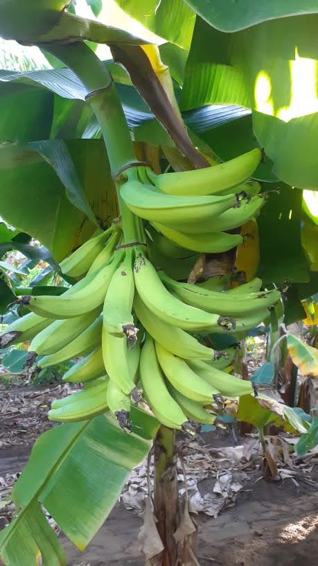 Venta finca en produccion en Bani